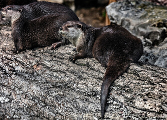 Dwarf otters on the beam. Latin name - Lontra chinesa