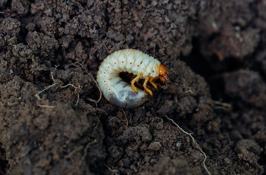Horn beetle larvae (Oryctes rhinoceros) closeup on the ground