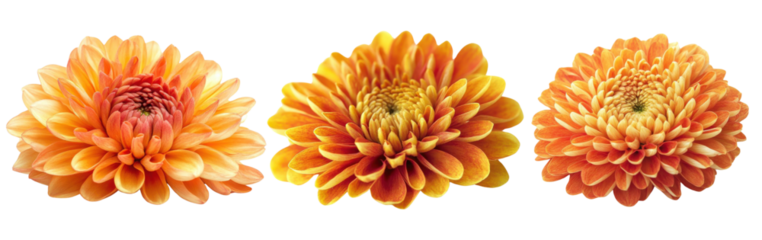 PNG Vibrant orange flowers arranged beautifully