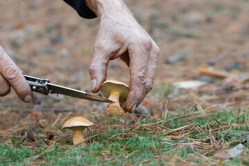 Wild mushrooms in the autumn forest.Mushroom picking season.