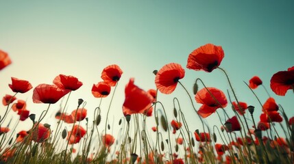 Obraz premium Detailed view of a poppy field with vibrant red flowers swaying in the wind, against a clear sky
