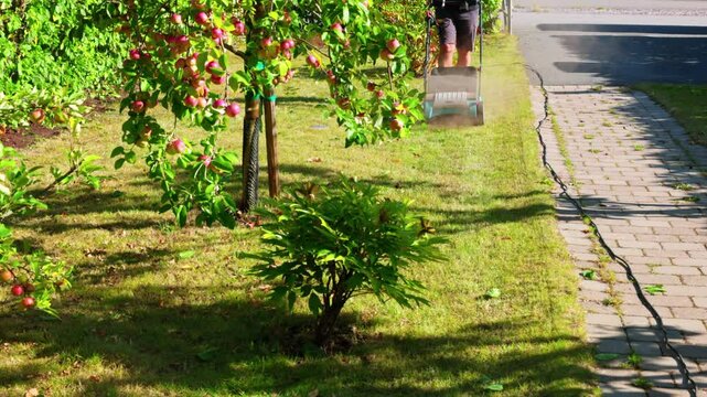 Man using lawn raker to remove dead grass from lawn in summer-autumn garden. Sweden.