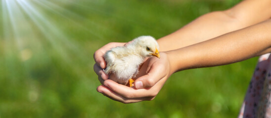 a girl holds a chicken in her hands on a farm studying agriculture in the countryside.