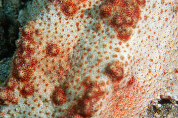 PG Island, Oriental Mindoro Province, Philippines - Close-up of marine life