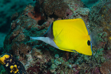 PG Island, Oriental Mindoro Province, Philippines - Close-up of marine life