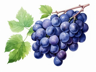 Fototapeta premium Attractive A bunch of purple grapes hanging from a vine with green leaves surrounding them