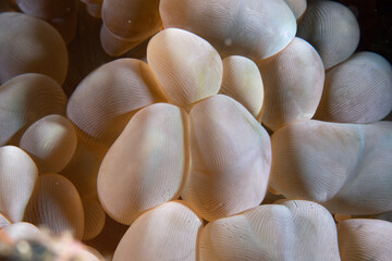 PG Island, Oriental Mindoro Province, Philippines - Close-up of marine life