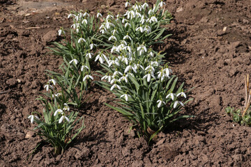 Snowdrop flowers blooming in a garden during early spring, showcasing delicate white petals amidst rich brown soil