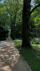 Fototapeta premium path in the forest