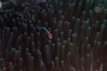 PG Island, Oriental Mindoro Province, Philippines - Close-up of marine life © 松 赵