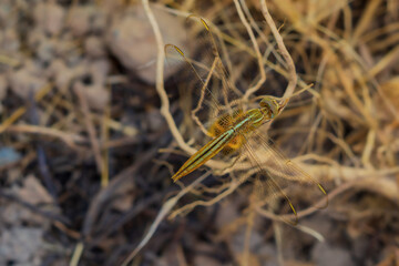 The dragonfly sits at the end of a small twig against the background of dried dry grass and peeps at its future prey, waiting in ambush