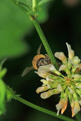 honey bee photo in natural pumpkin flower