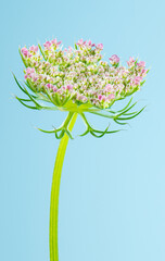 Immature blooms of Queen Anne's lace (Daucus carota)