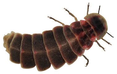 Common glow-worm of Europe, Female of Lampyris noctiluca, luciola italica, isolated on transparent background