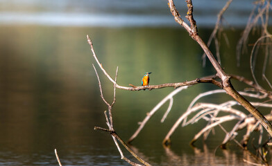 Zimorodek na gałęzi nad jeziorem © Adrian
