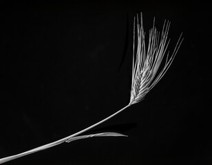 Seed head of a stalk of barley (Hordeum vulgare), showing charictaristic long awns