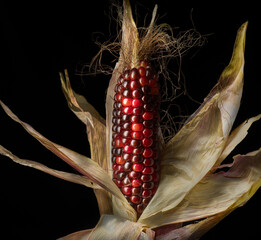 Ear of glass gem corn (Zea mays)