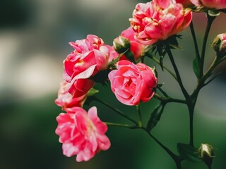 Dark pink roses in the garden. Close-up.