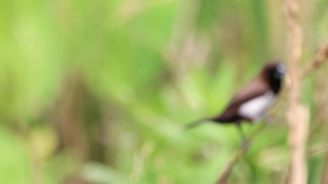 Rice sparrows are perched on rice stalks