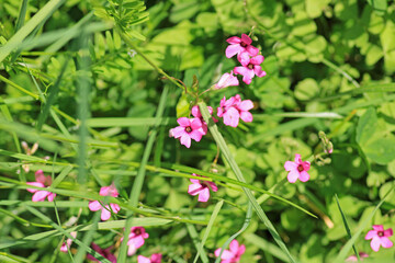 pink pelargonium zonale flower macro