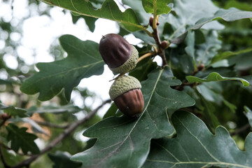 acorns on Quercus robur pedunculate oak English oak tree
