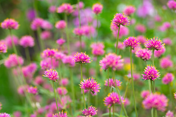 Fireworks flowers or Bachelor's-button (Gomphrena pulchella) bloom in the green fields, their beautiful colors and grow well in full sun.