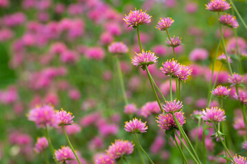 Fireworks flowers or Bachelor's-button (Gomphrena pulchella) bloom in the green fields, their...