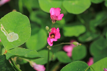 Fototapeta premium pink pelargonium zonale flower macro