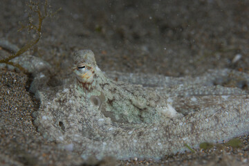PG Island, Oriental Mindoro Province, Philippines - Close-up of marine life