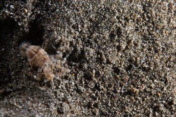 PG Island, Oriental Mindoro Province, Philippines - Close-up of marine life