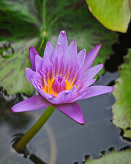 blooming lotus flower in garden