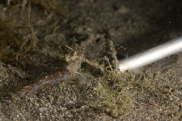 PG Island, Oriental Mindoro Province, Philippines - Close-up of marine life