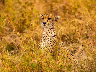 Cheetah, Serengeti National Park, Tanzania