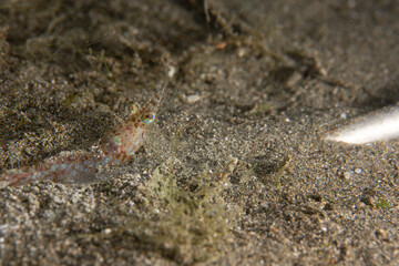 PG Island, Oriental Mindoro Province, Philippines - Close-up of marine life