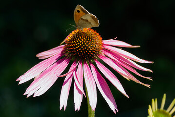 Meadow brown (maniola jurtina) butterfly sitting on a echinacea flower in Zurich, Switzerland