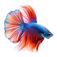 Fototapeta premium A beautiful blue and red halfmoon betta fish with a long tail
