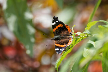 Red admiral butterfly (Vanessa Atalanta) perched on summer lilac in Zurich, Switzerland