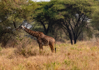 Giraffe, Ngorongoro Conservation Area, Tanzania