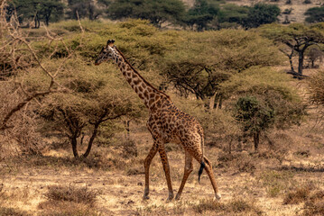 Giraffe, Ngorongoro Conservation Area, Tanzania