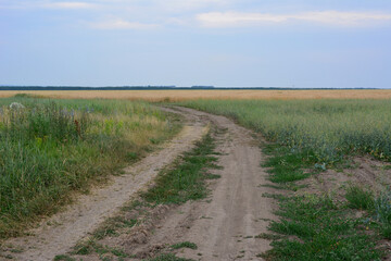 a dirt road in a field of wheat and a blue sky with a few clouds 