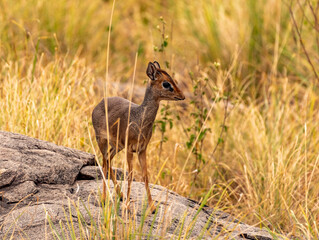 Dik Dik, Serengeti National Park, Tanzania