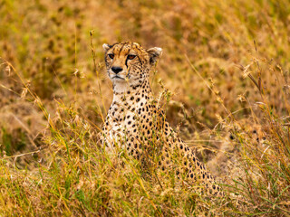 Cheetah, Serengeti National Park, Tanzania