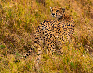 Cheetah, Serengeti National Park, Tanzania