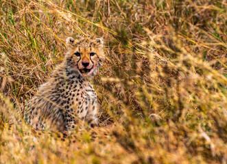 Cheetah Cub, Serengeti National Park, Tanzania