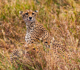 Cheetahs, Serengeti National Park, Tanzania
