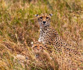 Cheetahs, Serengeti National Park, Tanzania