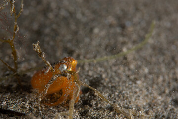 PG Island, Oriental Mindoro Province, Philippines - Close-up of marine life
