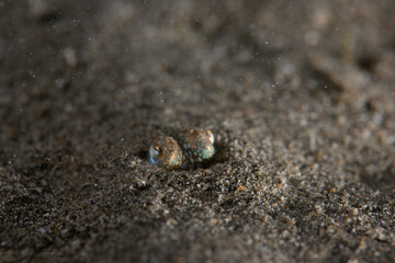 PG Island, Oriental Mindoro Province, Philippines - Close-up of marine life