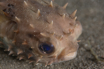 PG Island, Oriental Mindoro Province, Philippines - Close-up of marine life