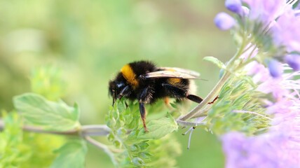bumblebee on a flower